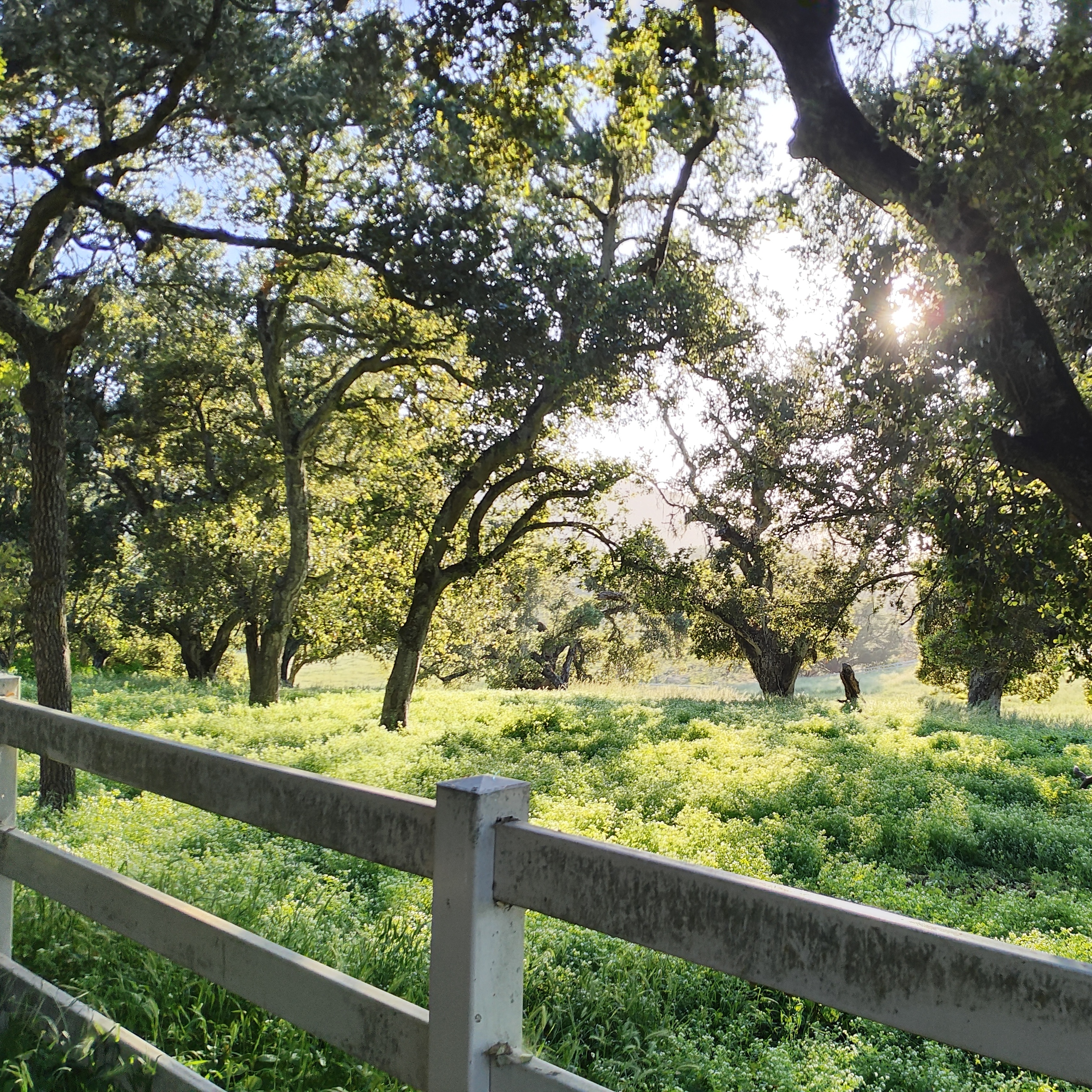 Autumn in the Oaks Guided Hike - logo